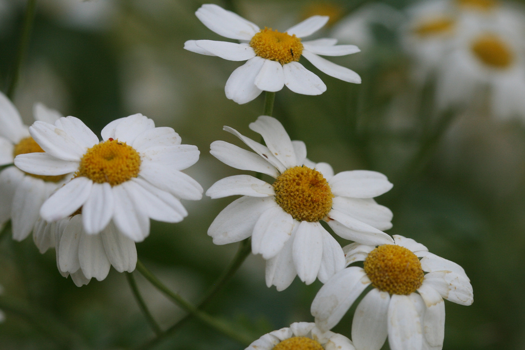 گل مینای دارویی , Chrysanthemum parthenium , Pyrethrum parthenium, bachelor's buttons ,featherfew